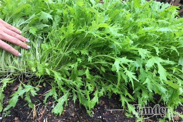 Học cách chăm sóc vườn rau hữu cơ xum xuê của mẹ Việt ở Mỹ