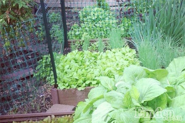 Bà mẹ Việt sở hữu vườn rau hữu cơ xum xuê ở Mỹ