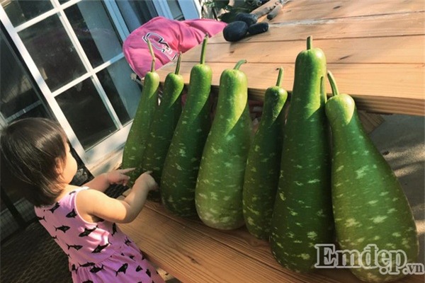  Bà mẹ Việt sở hữu vườn rau hữu cơ xum xuê ở Mỹ