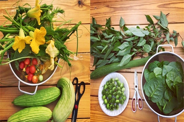 Bà mẹ Việt sở hữu vườn rau hữu cơ xum xuê ở Mỹ