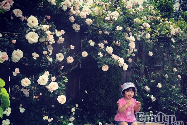 Bà mẹ Việt sở hữu vườn rau hữu cơ xum xuê ở Mỹ