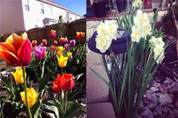 Bà mẹ Việt sở hữu vườn rau hữu cơ xum xuê ở Mỹ