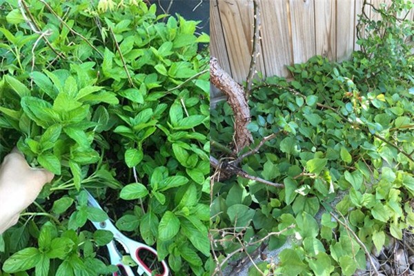 Bà mẹ Việt sở hữu vườn rau hữu cơ xum xuê ở Mỹ