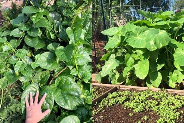 Bà mẹ Việt sở hữu mảnh vườn đủ rau sạch ăn quanh năm ở Mỹ