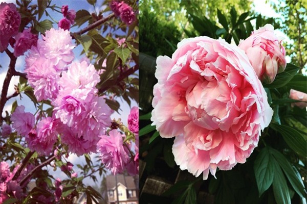 Bà mẹ Việt sở hữu vườn rau hữu cơ xum xuê ở Mỹ