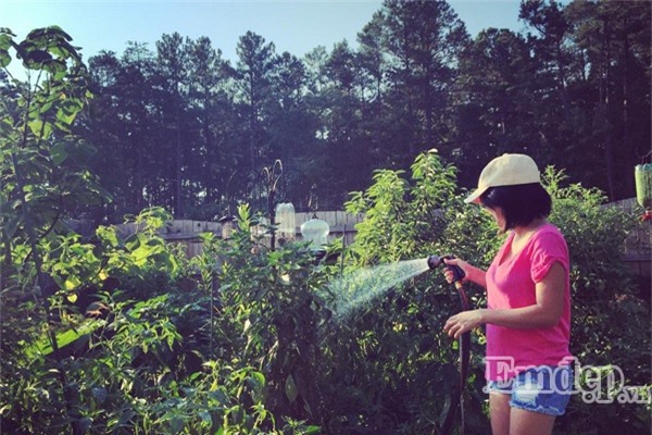  Học cách chăm sóc vườn rau hữu cơ xum xuê của mẹ Việt ở Mỹ