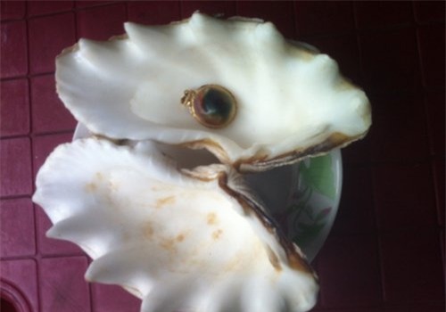 Xôn xao, vật lạ, tiền tỷ, động vật, ngọc trai, Hà Nội, lợn lái, ăn hàu, ốc biển, viên ngọc, đá quý