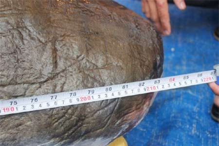 Đại gia, Sài Gòn, xẻ thịt, 'thủy quái', Campuchia cá nheo, cá khủng, nhà hàng, dân nhậu