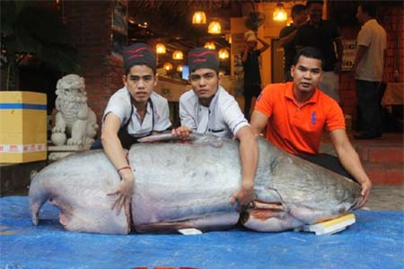 Đại gia, Sài Gòn, xẻ thịt, 'thủy quái', Campuchia cá nheo, cá khủng, nhà hàng, dân nhậu