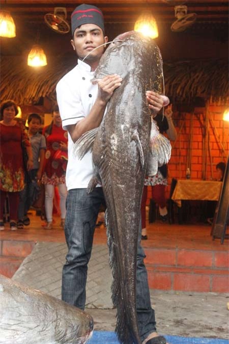 Đại gia, Sài Gòn, xẻ thịt, 'thủy quái', Campuchia cá nheo, cá khủng, nhà hàng, dân nhậu