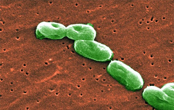 10 vi khuẩn cần phải đề phòng khi thời đại kháng kháng sinh đã đến - Ảnh 8.