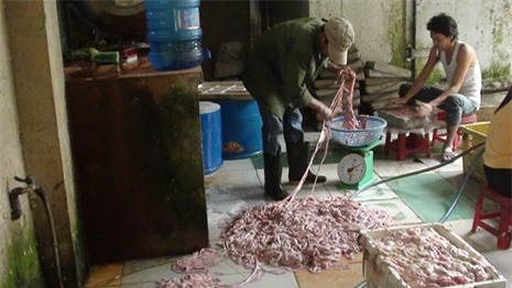 lòng heo, nội tạng, nội tạng trung quốc, nội tạng nhập khẩu, tẩy rửa nội tạng bằng hóa chất trung quốc, lòng heo thối