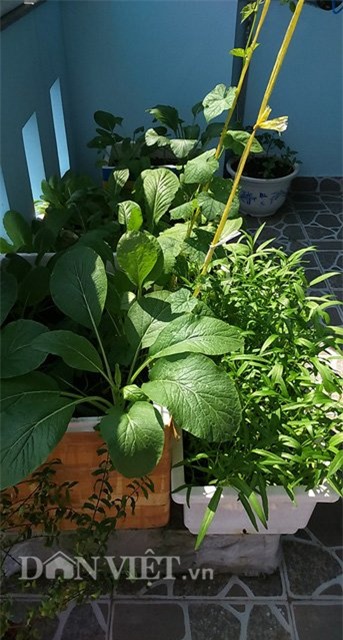 tự trồng rau sạch, trồng rau sạch tại nhà, tự tay trồng rau, trồng rau sân thượng, nông dân phố, trồng rau sạch tại gia, muôn kiểu trồng độc lạ