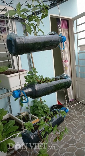 tự trồng rau sạch, trồng rau sạch tại nhà, tự tay trồng rau, trồng rau sân thượng, nông dân phố, trồng rau sạch tại gia, muôn kiểu trồng độc lạ