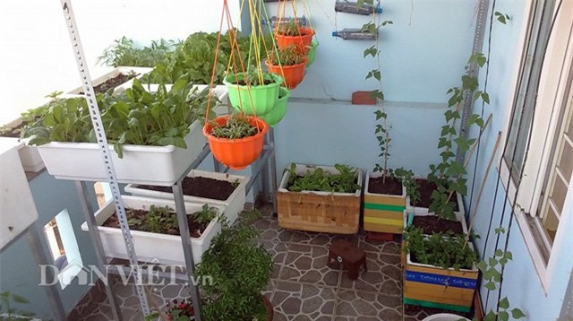 tự trồng rau sạch, trồng rau sạch tại nhà, tự tay trồng rau, trồng rau sân thượng, nông dân phố, trồng rau sạch tại gia, muôn kiểu trồng độc lạ