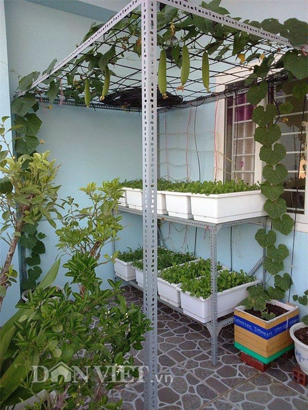 tự trồng rau sạch, trồng rau sạch tại nhà, tự tay trồng rau, trồng rau sân thượng, nông dân phố, trồng rau sạch tại gia, muôn kiểu trồng độc lạ