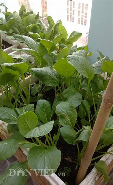 tự trồng rau sạch, trồng rau sạch tại nhà, tự tay trồng rau, trồng rau sân thượng, nông dân phố, trồng rau sạch tại gia, muôn kiểu trồng độc lạ