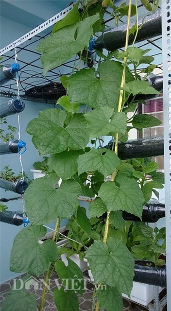 tự trồng rau sạch, trồng rau sạch tại nhà, tự tay trồng rau, trồng rau sân thượng, nông dân phố, trồng rau sạch tại gia, muôn kiểu trồng độc lạ