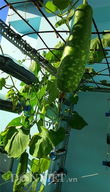 tự trồng rau sạch, trồng rau sạch tại nhà, tự tay trồng rau, trồng rau sân thượng, nông dân phố, trồng rau sạch tại gia, muôn kiểu trồng độc lạ