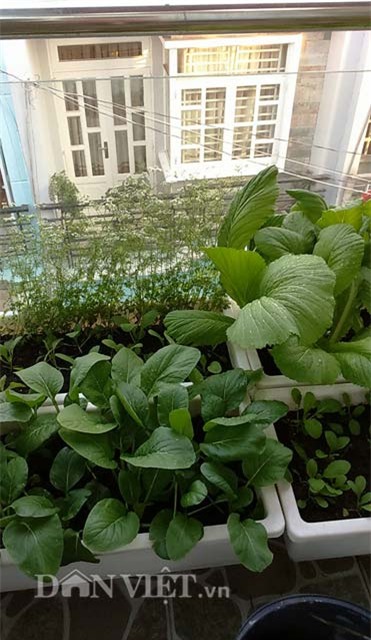 tự trồng rau sạch, trồng rau sạch tại nhà, tự tay trồng rau, trồng rau sân thượng, nông dân phố, trồng rau sạch tại gia, muôn kiểu trồng độc lạ