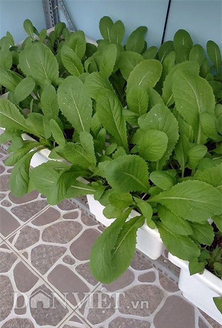 tự trồng rau sạch, trồng rau sạch tại nhà, tự tay trồng rau, trồng rau sân thượng, nông dân phố, trồng rau sạch tại gia, muôn kiểu trồng độc lạ