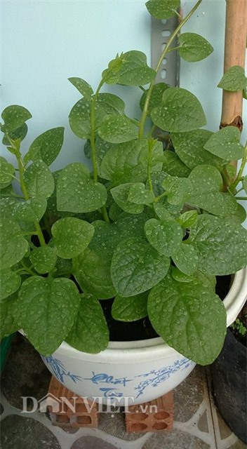 tự trồng rau sạch, trồng rau sạch tại nhà, tự tay trồng rau, trồng rau sân thượng, nông dân phố, trồng rau sạch tại gia, muôn kiểu trồng độc lạ