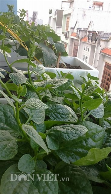 tự trồng rau sạch, trồng rau sạch tại nhà, tự tay trồng rau, trồng rau sân thượng, nông dân phố, trồng rau sạch tại gia, muôn kiểu trồng độc lạ