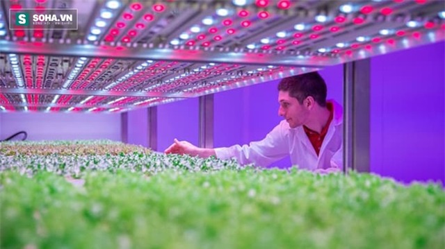 Trồng cây không cần ánh sáng Mặt trời - Ảnh 1.
