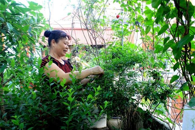 trồng rau, nuôi gà, tầng thượng, sân thượng, Hà Nội, ban công, vườn rau, Thủ đô,