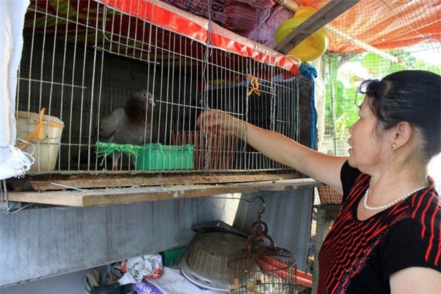 trồng rau, nuôi gà, tầng thượng, sân thượng, Hà Nội, ban công, vườn rau, Thủ đô,