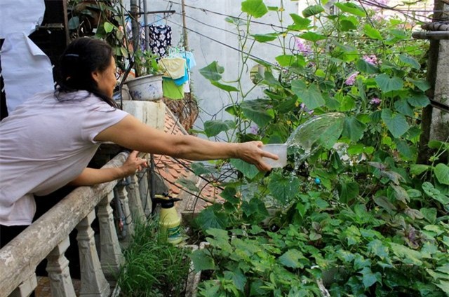 trồng rau, nuôi gà, tầng thượng, sân thượng, Hà Nội, ban công, vườn rau, Thủ đô,