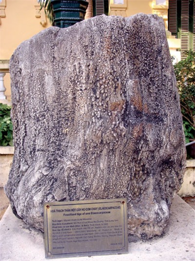 Bi hài, đại gia, gỗ hóa thạch, giải độc, trường thọ, đồ gỗ, qỗ quý, thú chơi, tiền tỷ