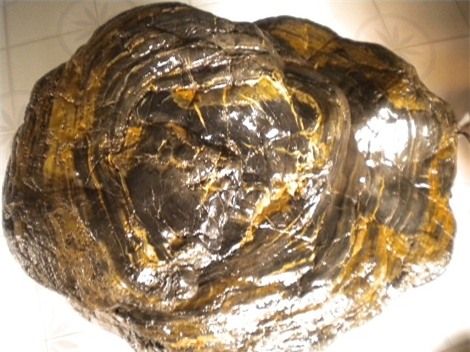 Bi hài, đại gia, gỗ hóa thạch, giải độc, trường thọ, đồ gỗ, qỗ quý, thú chơi, tiền tỷ