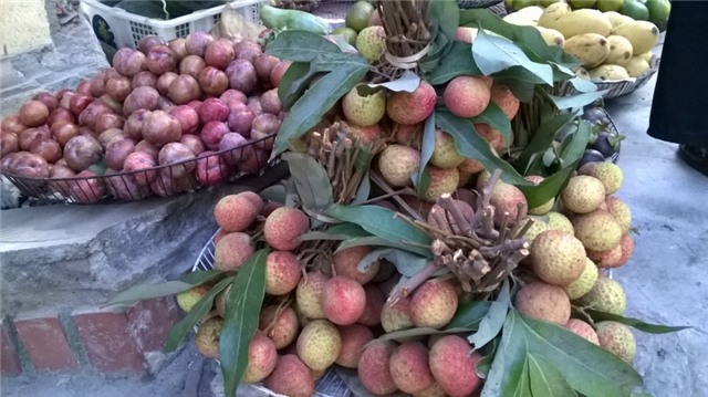 Vải này được bó rất nhiều lá, tay quả, khiến trọng lượng 1 chùm cũng phải từ 2,5 đến 3kg