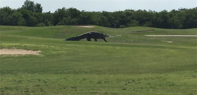 Sốc với cảnh tượng cá sấu khổng lồ đi dạo trên sân golf - Ảnh 3.