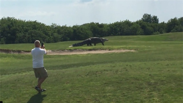 Sốc với cảnh tượng cá sấu khổng lồ đi dạo trên sân golf - Ảnh 4.