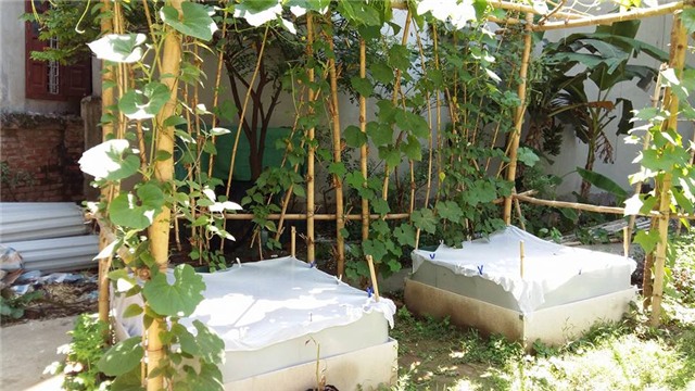 trồng rau sạch, rau sạch, người hà nội trồng rau sạch, mắc màn cho rau sạch, vườn rau sạch