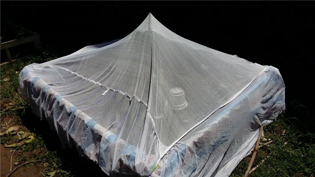 trồng rau sạch, rau sạch, người hà nội trồng rau sạch, mắc màn cho rau sạch, vườn rau sạch