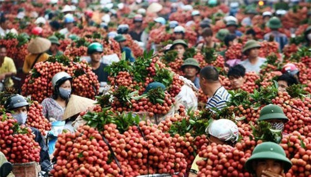 vải, vải thiều, quả vải, vải bắc Giang, thương lái trung quốc, vải xuất khẩu, thu gom vải