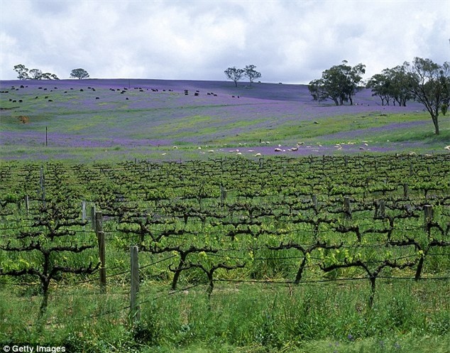 Úc: Vỡ ngực silicon vì bị chuột túi tấn công - 3