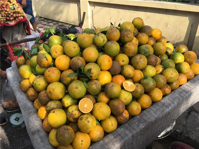 cam cao phong, cam trung quốc, cam tàu đội lốt cam cao phong, cam cao phong hòa bình, đặc sản cam cao phong