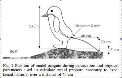 
Nghiên cứu về áp suất mà chim cánh cụt tạo ra khi đi đại tiện sở hữu giải Ig nobel về lĩnh vực động lực học chất lỏng (Ảnh: scienceblogs.com)
