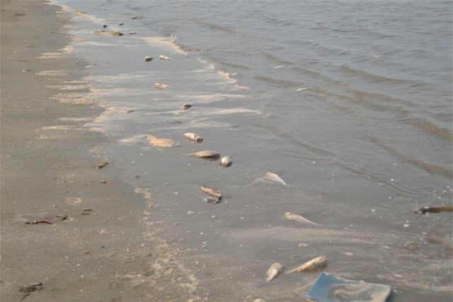 cá chết, cá chết ở Nghệ An, nguyên nhân cá chết, cá chết bất thường, biển Nghệ An