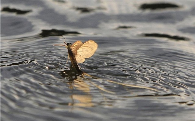 top 10 loai dong vat co tuoi tho trung binh thap nhat the gioi hinh anh 1