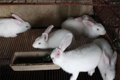 top 10 loai dong vat co tuoi tho trung binh thap nhat the gioi hinh anh 10