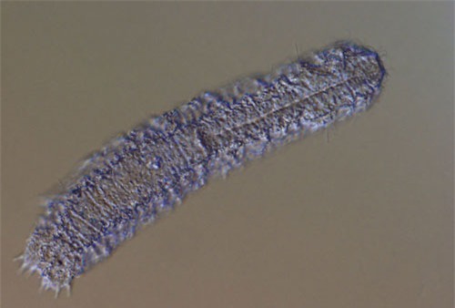 top 10 loai dong vat co tuoi tho trung binh thap nhat the gioi hinh anh 2