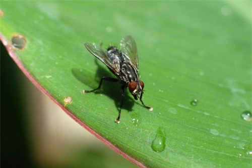 top 10 loai dong vat co tuoi tho trung binh thap nhat the gioi hinh anh 4