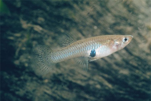 top 10 loai dong vat co tuoi tho trung binh thap nhat the gioi hinh anh 8