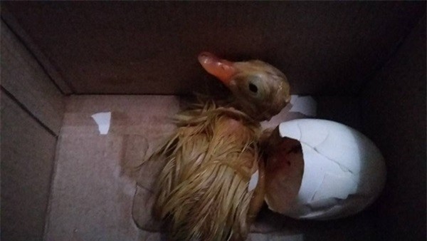 Dân mạng chia sẻ clip trứng vịt nở thành con vì quá nóng