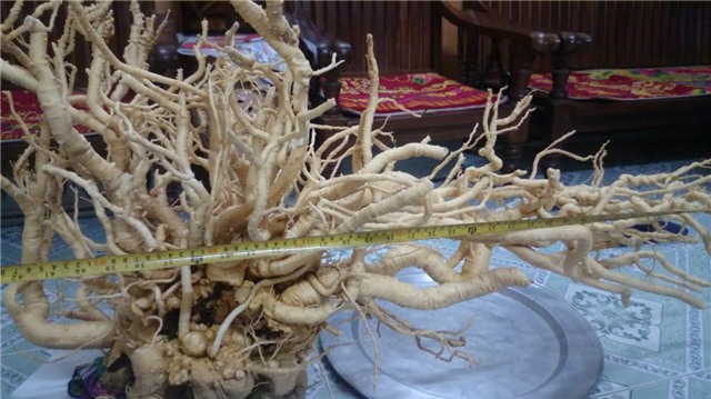 Đinh lăng, củ đinh lăng, củ đinh lăng khủng nhất việt Nam, củ đinh lăng dáng huyền